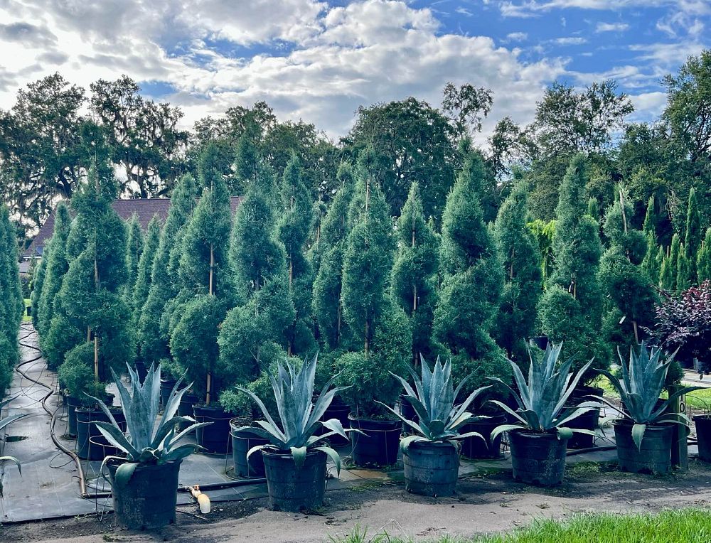 cupressus-arizonica-glabra-carolina-sapphire-topiary-spiral-arizona-blue-cypress-smooth-bark-arizona-cypress-callitropsis-glabra