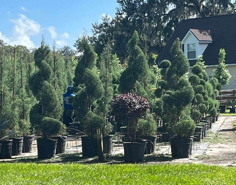 cupressus-arizonica-glabra-carolina-sapphire-topiary-spiral-arizona-blue-cypress-smooth-bark-arizona-cypress-callitropsis-glabra