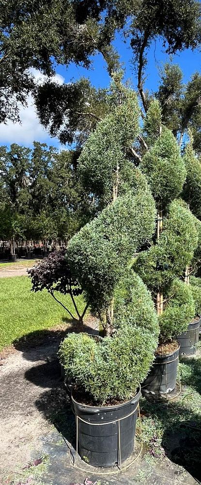 cupressus-arizonica-glabra-carolina-sapphire-topiary-spiral-arizona-blue-cypress-smooth-bark-arizona-cypress-callitropsis-glabra