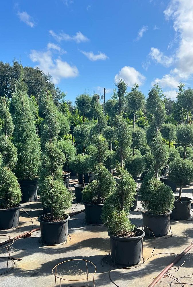 cupressus-arizonica-glabra-carolina-sapphire-topiary-spiral-arizona-blue-cypress-smooth-bark-arizona-cypress-callitropsis-glabra
