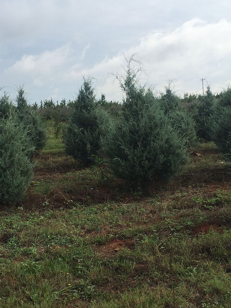 cupressus-arizonica-glabra-golden-pyramid-arizona-blue-cypress-smooth-bark-arizona-cypress-callitropsis-glabra