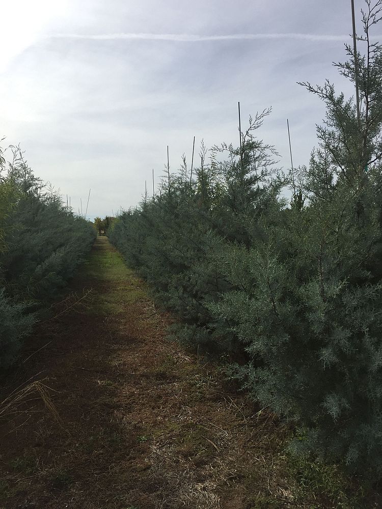 cupressus-arizonica-glabra-silver-smoke-arizona-blue-cypress-smooth-bark-arizona-cypress-callitropsis-glabra