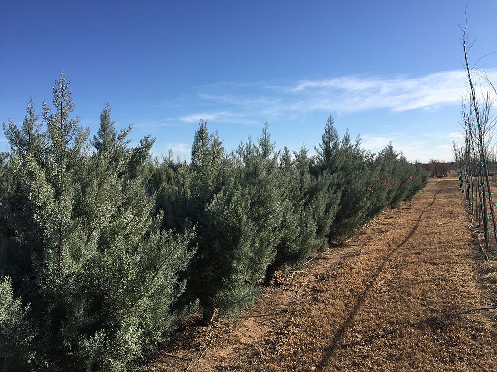 cupressus-arizonica-glabra-silver-smoke-arizona-blue-cypress-smooth-bark-arizona-cypress-callitropsis-glabra