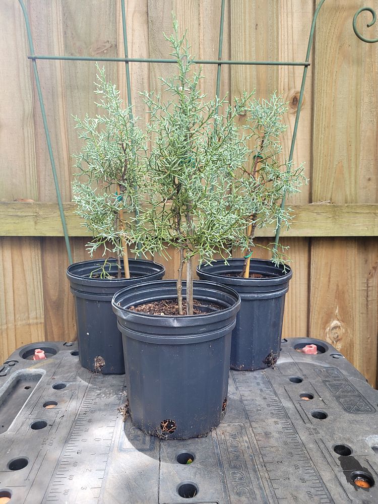 cupressus-arizonica-glabra-silver-smoke-arizona-blue-cypress-smooth-bark-arizona-cypress-callitropsis-glabra