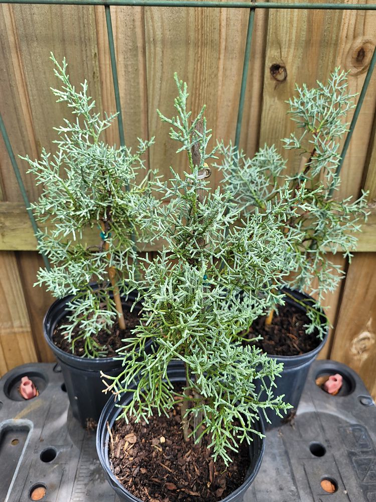 cupressus-arizonica-glabra-silver-smoke-arizona-blue-cypress-smooth-bark-arizona-cypress-callitropsis-glabra