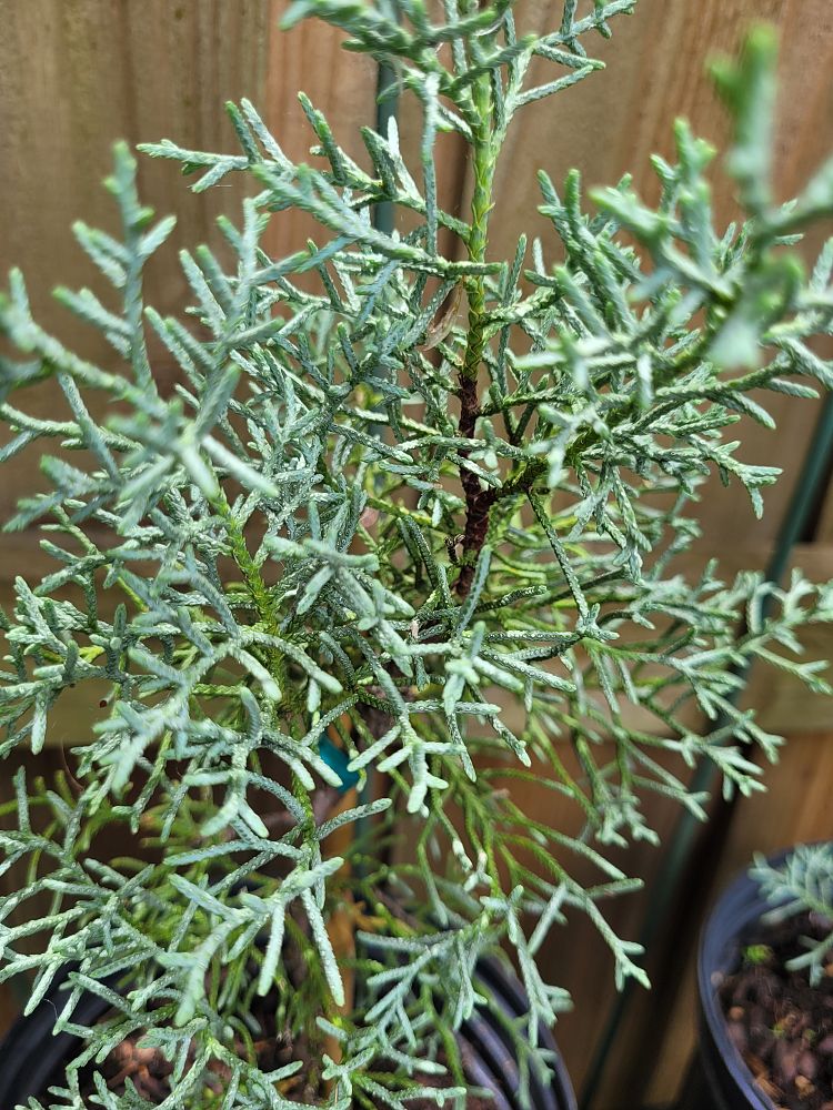 cupressus-arizonica-glabra-silver-smoke-arizona-blue-cypress-smooth-bark-arizona-cypress-callitropsis-glabra