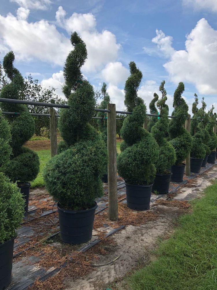 cupressus-arizonica-glabra-topiary-spiral-arizona-blue-cypress-smooth-bark-arizona-cypress-callitropsis-glabra