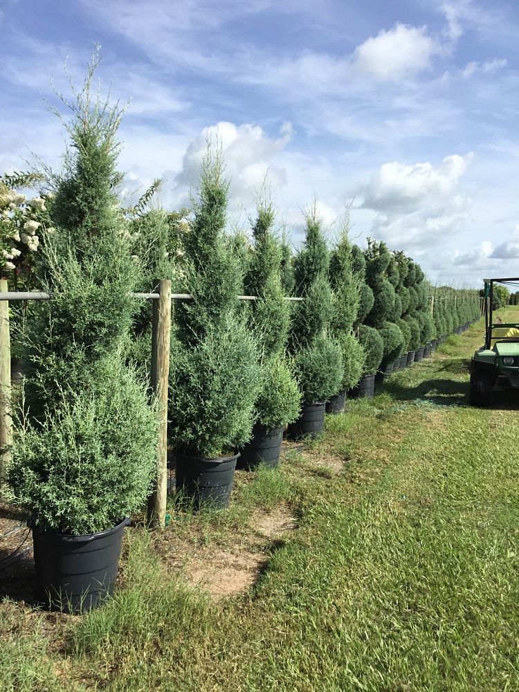 cupressus-arizonica-glabra-topiary-spiral-arizona-blue-cypress-smooth-bark-arizona-cypress-callitropsis-glabra