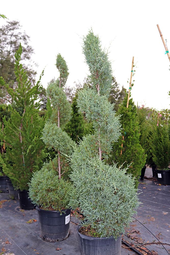 cupressus-arizonica-glabra-topiary-spiral-arizona-blue-cypress-smooth-bark-arizona-cypress-callitropsis-glabra