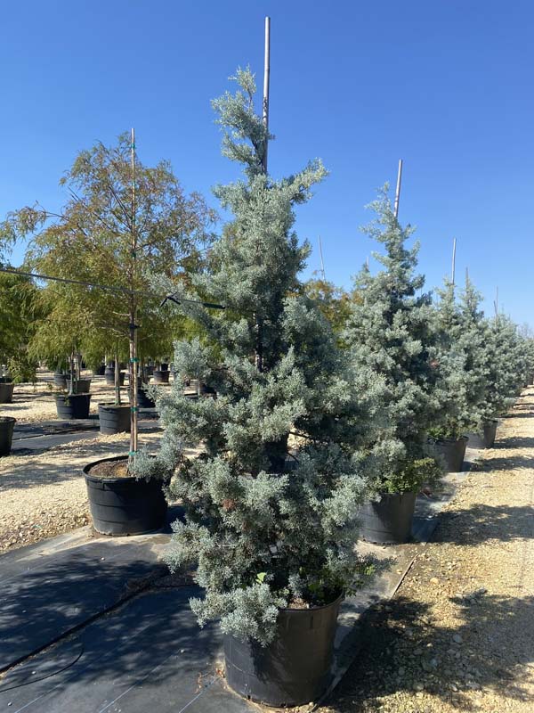 cupressus-arizonica-midlothian-bb-arizona-blue-cypress-smooth-bark-arizona-cypress-callitropsis-glabra-cupressus-arizonica-glabra-blue-steel