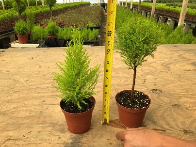 cupressus-macrocarpa-goldcrest-lemon-cypress-monterey-cypress