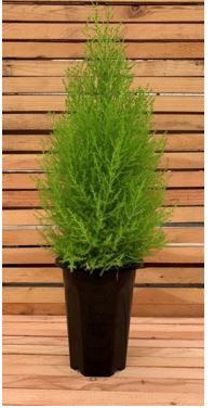 cupressus-macrocarpa-goldcrest-lemon-cypress-monterey-cypress