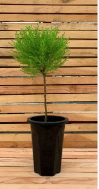 cupressus-macrocarpa-goldcrest-lemon-cypress-monterey-cypress