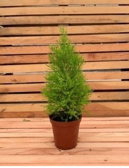 cupressus-macrocarpa-goldcrest-lemon-cypress-monterey-cypress