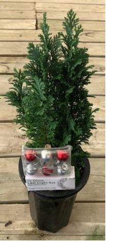 cupressus-macrocarpa-goldcrest-lemon-cypress-monterey-cypress