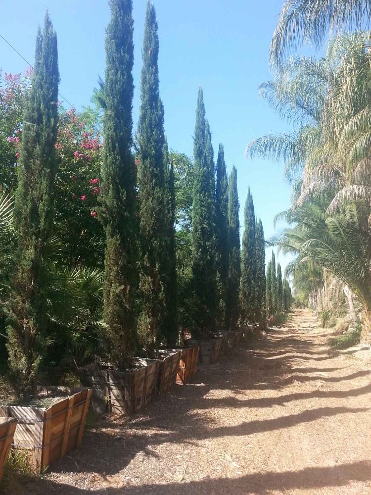 cupressus-sempervirens-glauca-italian-cypress