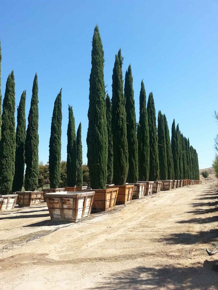 cupressus-sempervirens-glauca-italian-cypress