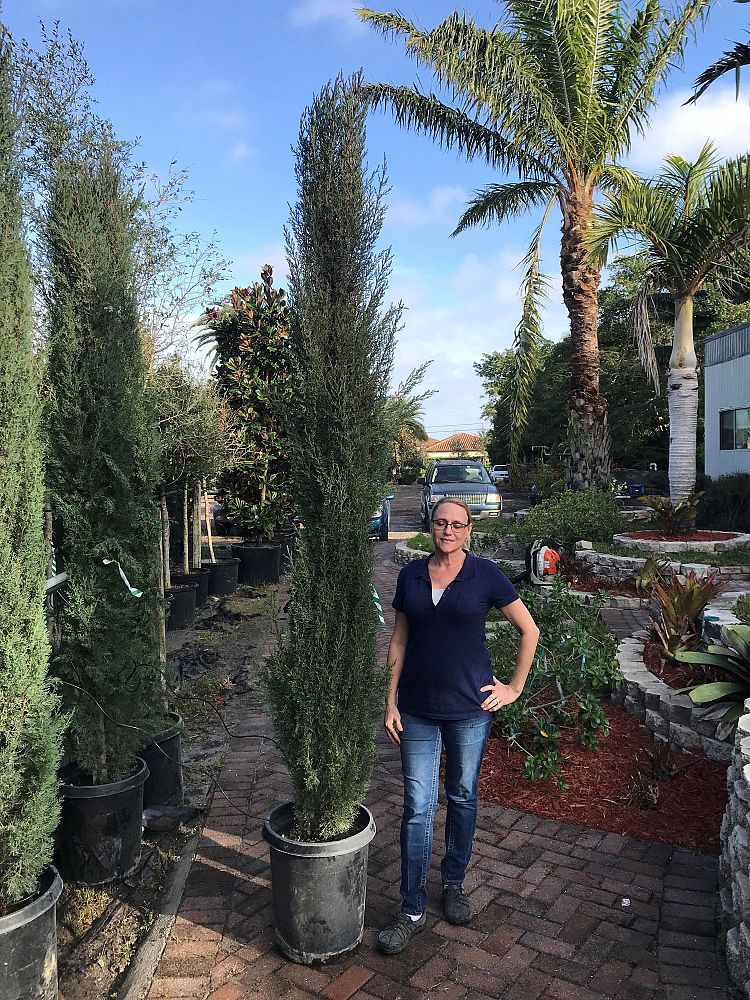 cupressus-sempervirens-glauca-italian-cypress