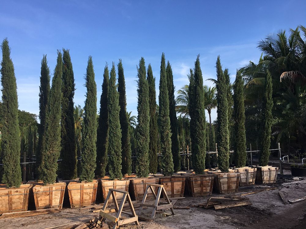 cupressus-sempervirens-glauca-italian-cypress