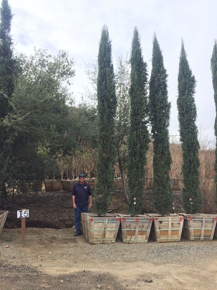 cupressus-sempervirens-glauca-italian-cypress