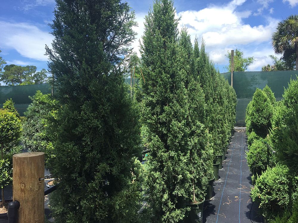 cupressus-sempervirens-glauca-italian-cypress
