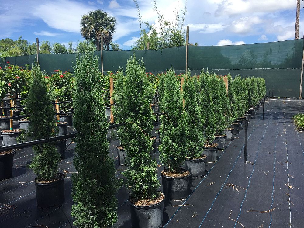 cupressus-sempervirens-glauca-italian-cypress