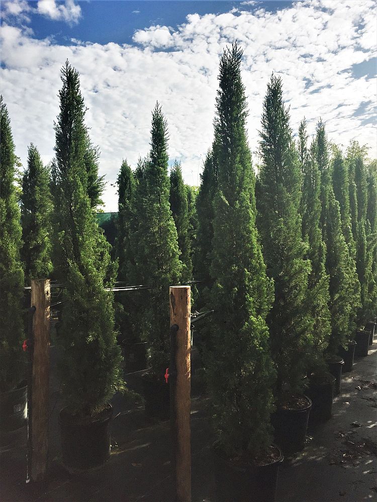 cupressus-sempervirens-glauca-italian-cypress