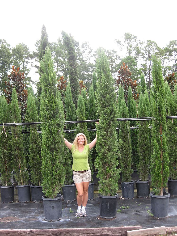cupressus-sempervirens-italian-cypress