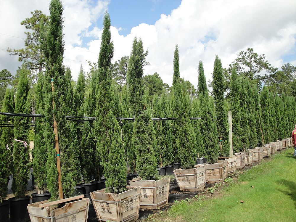 cupressus-sempervirens-italian-cypress