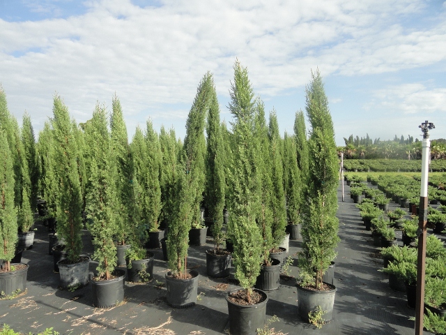 cupressus-sempervirens-italian-cypress