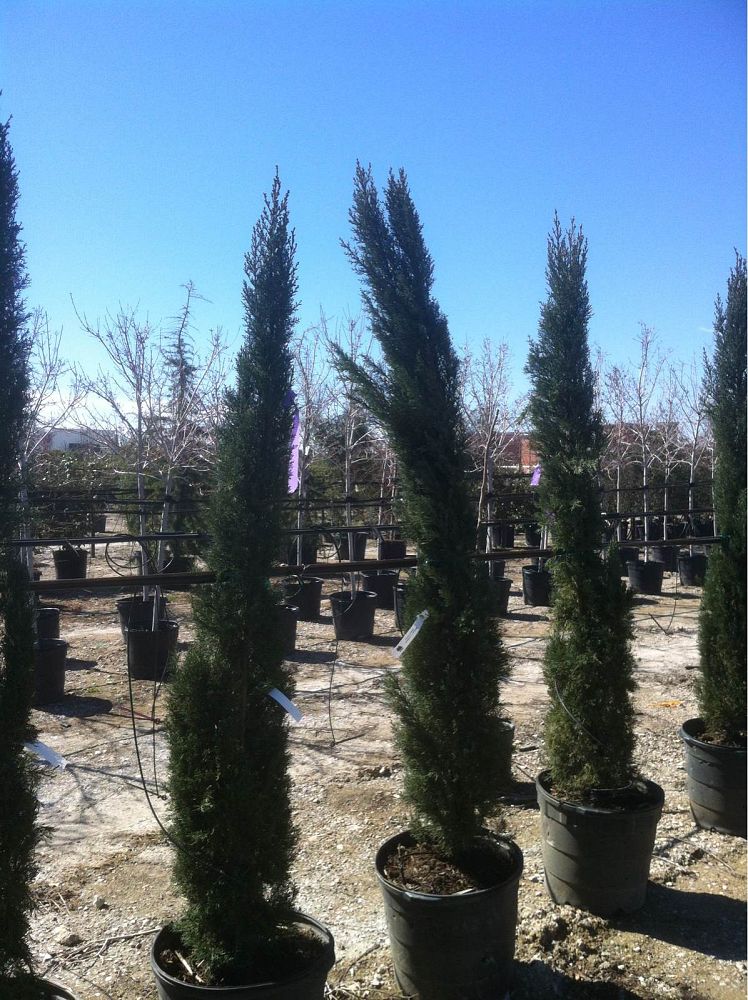 cupressus-sempervirens-italian-cypress