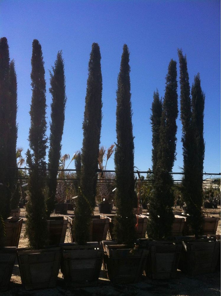 cupressus-sempervirens-italian-cypress