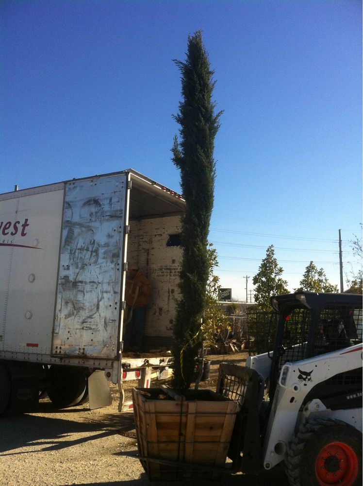 cupressus-sempervirens-italian-cypress