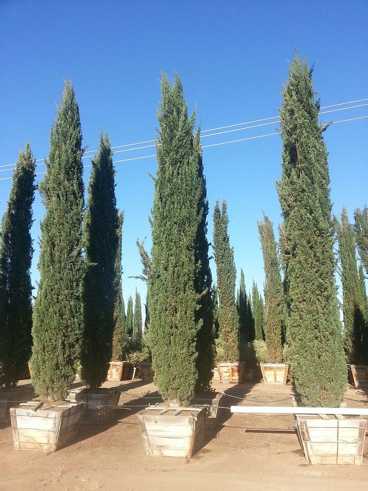 cupressus-sempervirens-italian-cypress