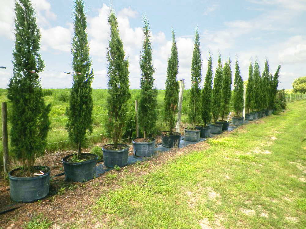 cupressus-sempervirens-italian-cypress