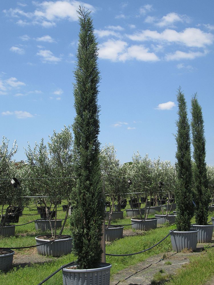 cupressus-sempervirens-italian-cypress
