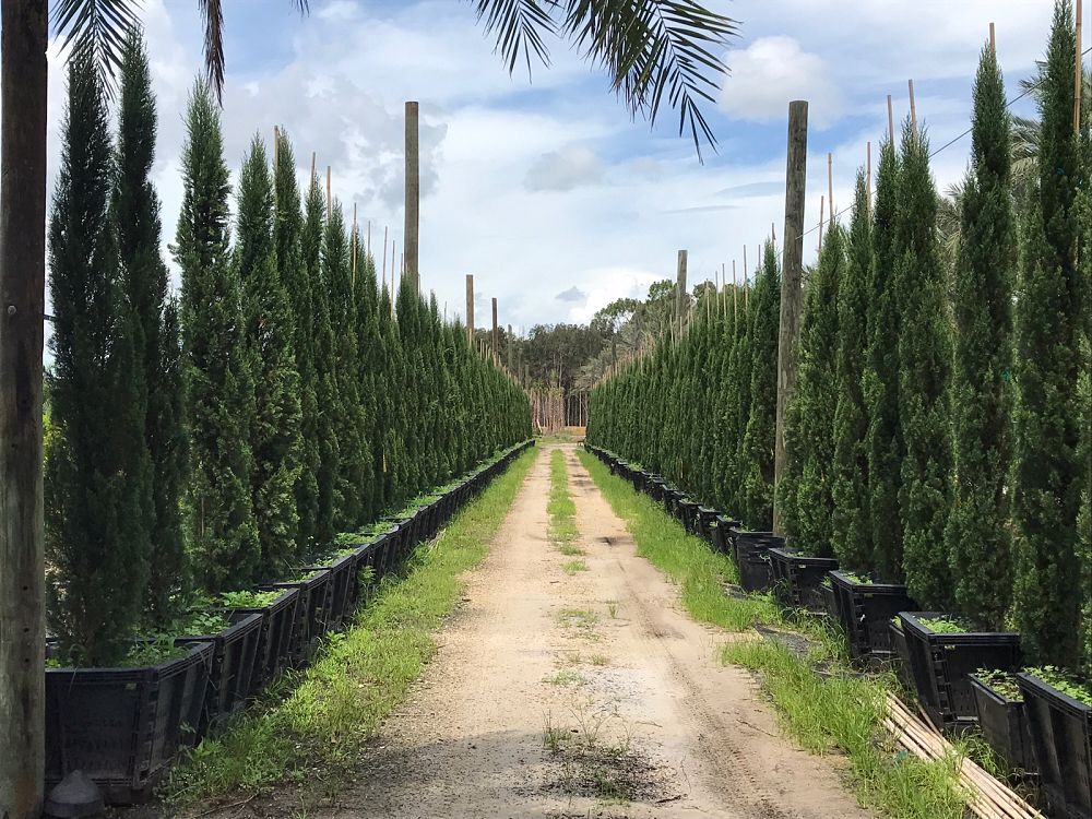 cupressus-sempervirens-italian-cypress