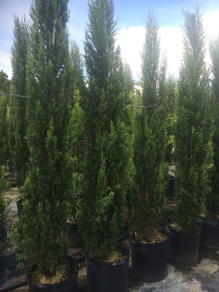 cupressus-sempervirens-italian-cypress