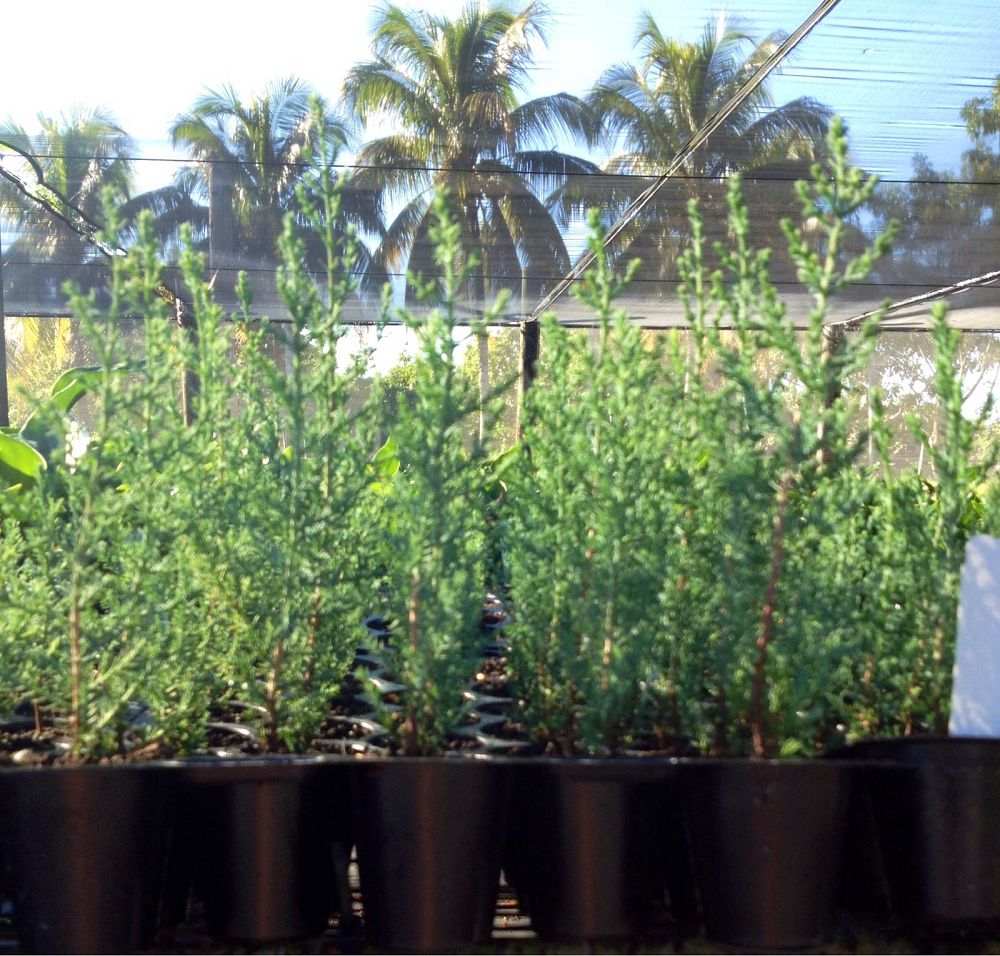 cupressus-sempervirens-italian-cypress