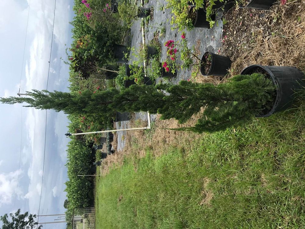 cupressus-sempervirens-italian-cypress