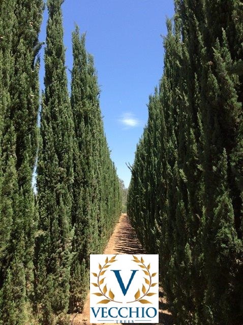 cupressus-sempervirens-italian-cypress