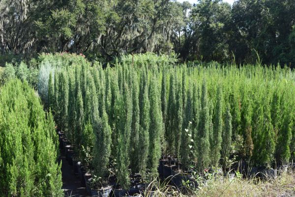 cupressus-sempervirens-italian-cypress
