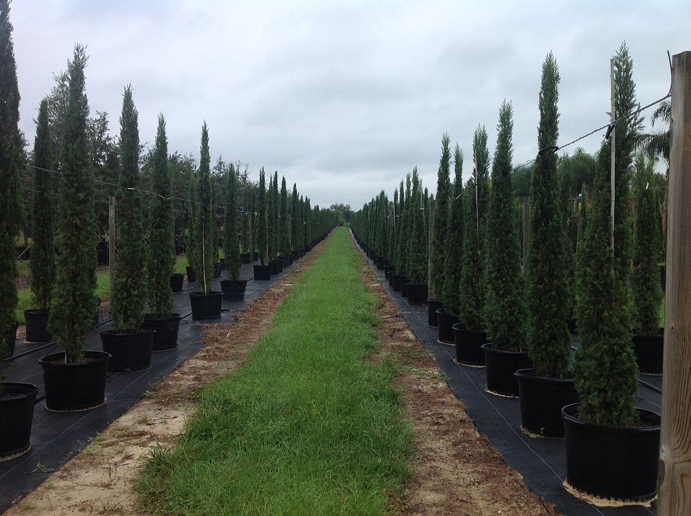 cupressus-sempervirens-italian-cypress