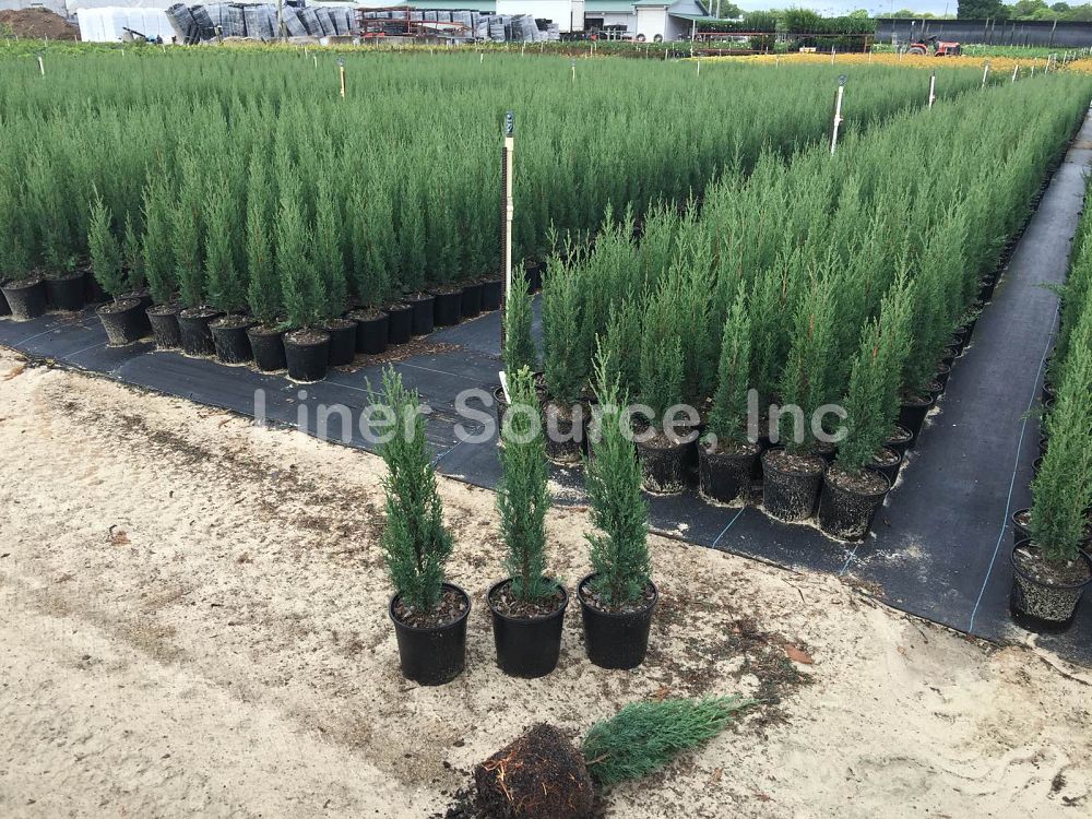 cupressus-sempervirens-italian-cypress