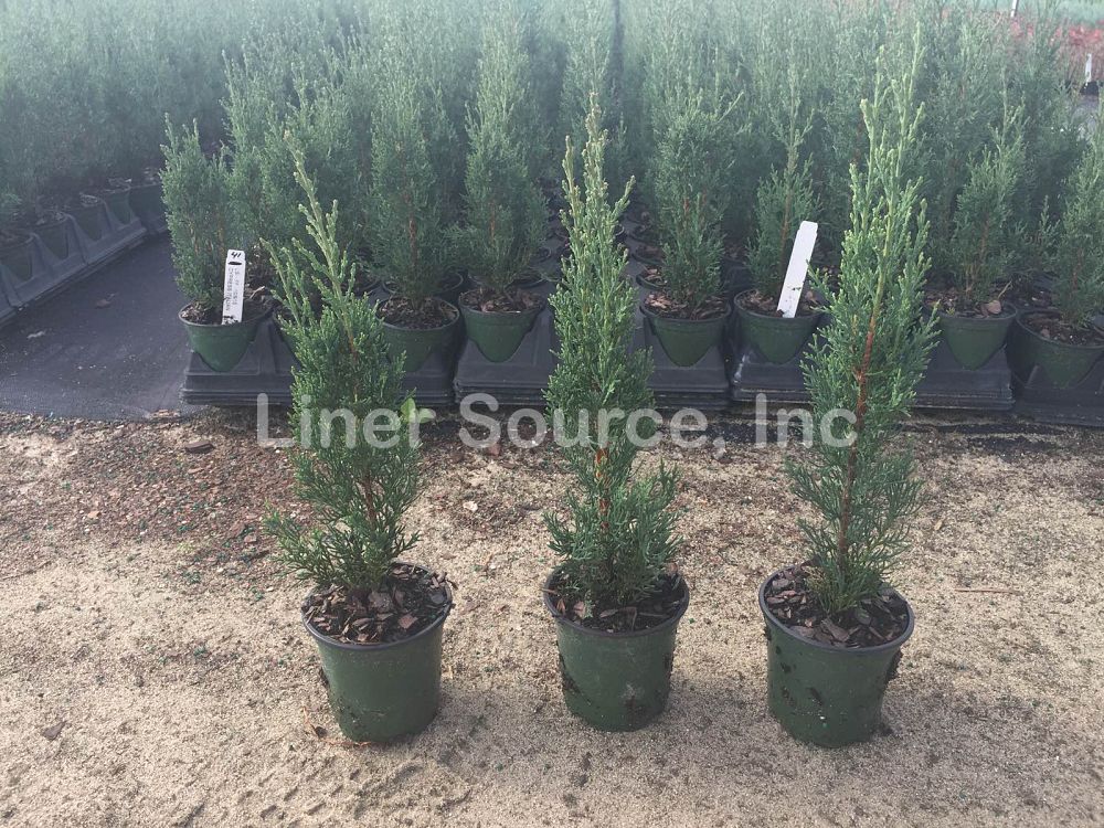 cupressus-sempervirens-italian-cypress