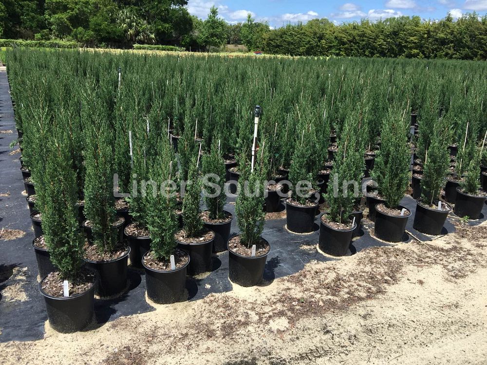 cupressus-sempervirens-italian-cypress