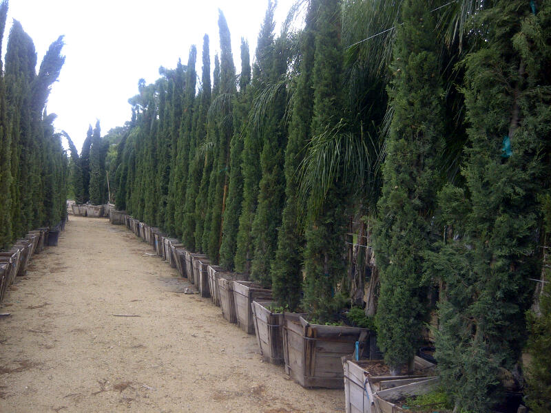 cupressus-sempervirens-italian-cypress