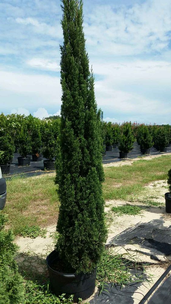cupressus-sempervirens-italian-cypress