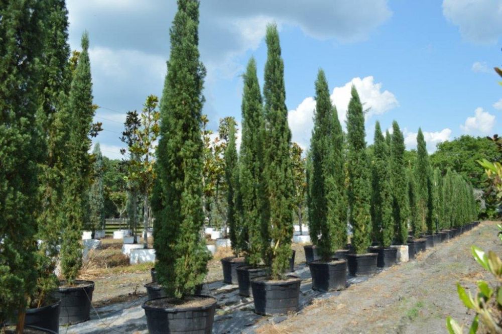 cupressus-sempervirens-italian-cypress