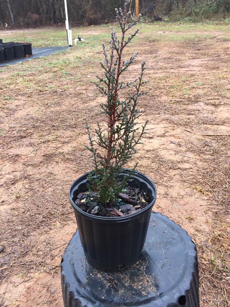 cupressus-sempervirens-italian-cypress